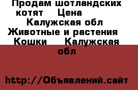 Продам шотландских котят  › Цена ­ 3 000 - Калужская обл. Животные и растения » Кошки   . Калужская обл.